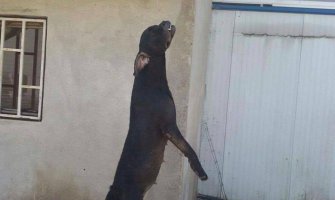 Za vješanje psa na Marezi osuđen na društveno koristan rad:Sam se udavio na kanap