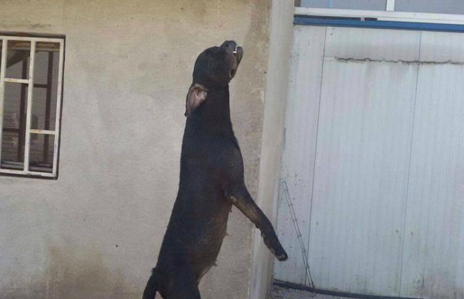 Za vješanje psa na Marezi osuđen na društveno koristan rad:Sam se udavio na kanap