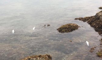 Riba ubijena dinamitom u Boki