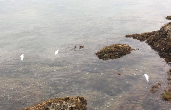 Riba ubijena dinamitom u Boki