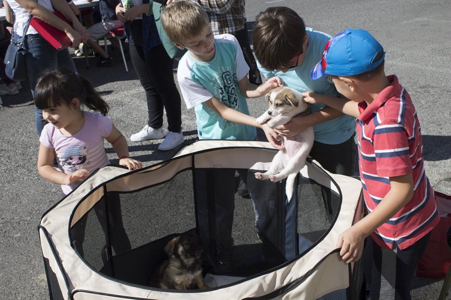 UdomljavanjezivotinjaIDEA4