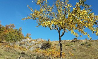 Danas razvedravanje, do 22 stepena