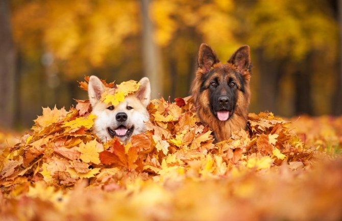 Pretežno sunčano, do 23 stepena