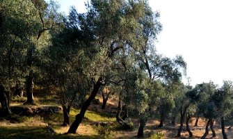 U požaru izgorjelo osam stabala maslina