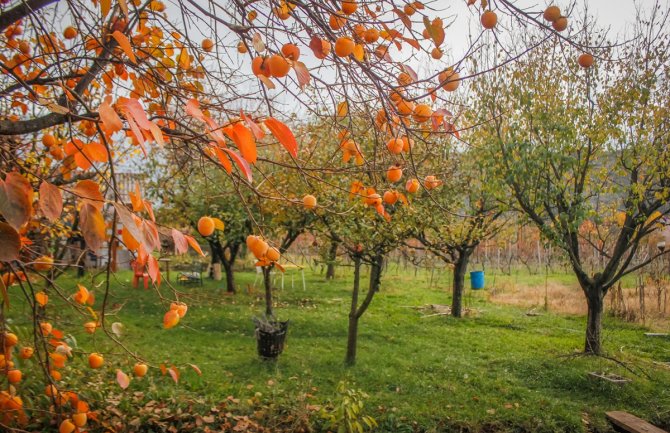 Prva urbana bašta u Crnoj Gori: Uz rad i druženje do zdravog zalogaja