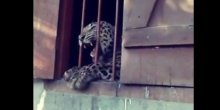 Leopard povrijedio četvoro ljudi u školi(VIDEO)