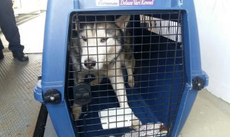 Hrvati otkrili pokušaj krijumčarenja 14 rasnih pasa iz Crne Gore(FOTO)