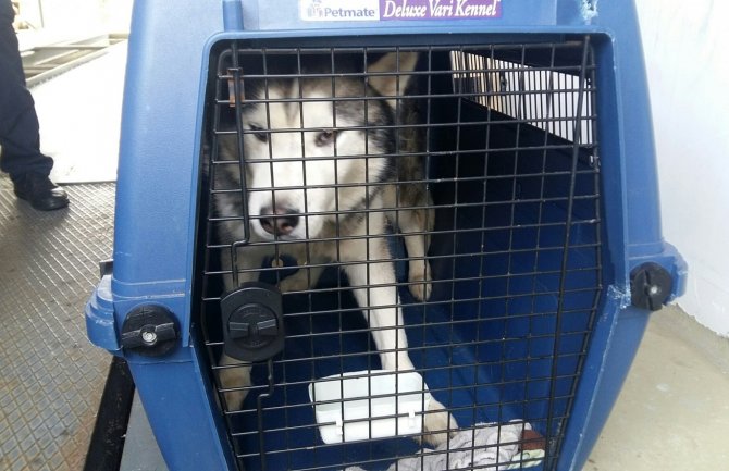 Hrvati otkrili pokušaj krijumčarenja 14 rasnih pasa iz Crne Gore(FOTO)