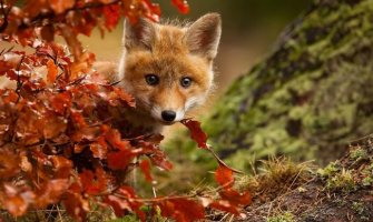 Danas pretežno sunčano  i toplije