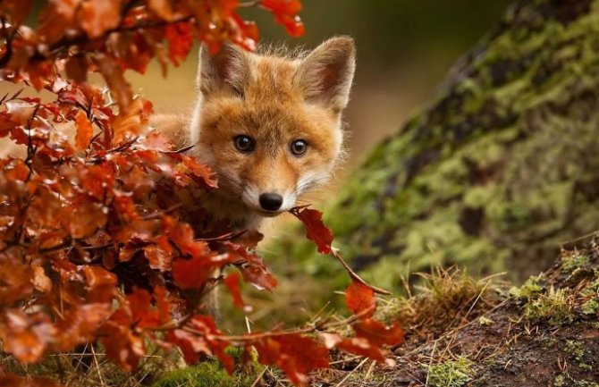 Danas pretežno sunčano  i toplije