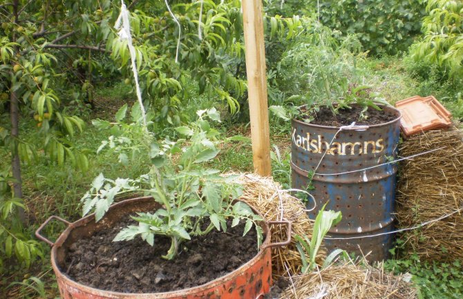 EM tehnologija - ekonomično rješenje za prirodnu ravnotežu