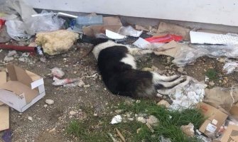 U Ulcinju otrovani psi lutalice