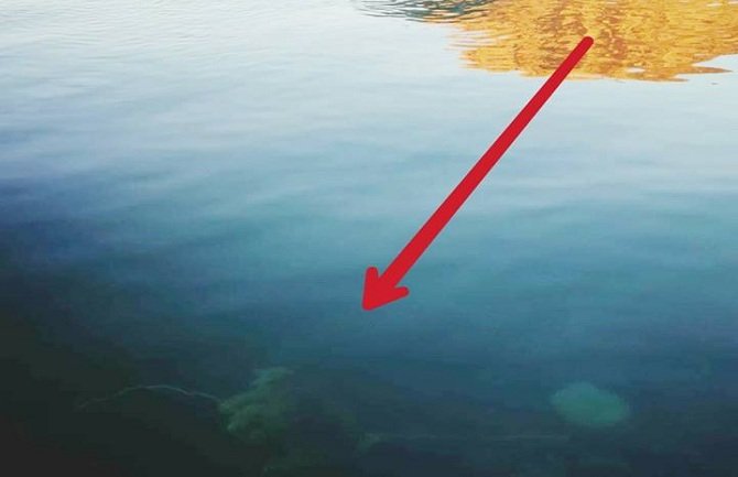 Kao mamac za hobotnicu zavezali psu kamen oko vrata i bacili ga u more