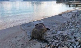 Mrtva divlja svinja na plaži