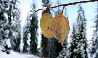 Topla zima, danas do 19  stepeni 