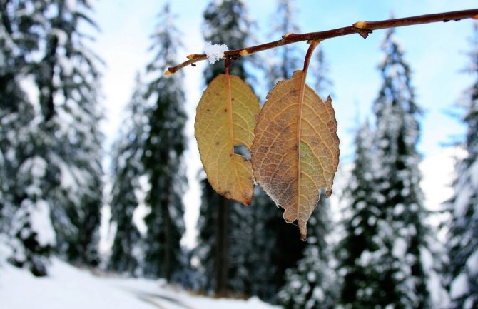Topla zima, danas do 19  stepeni 