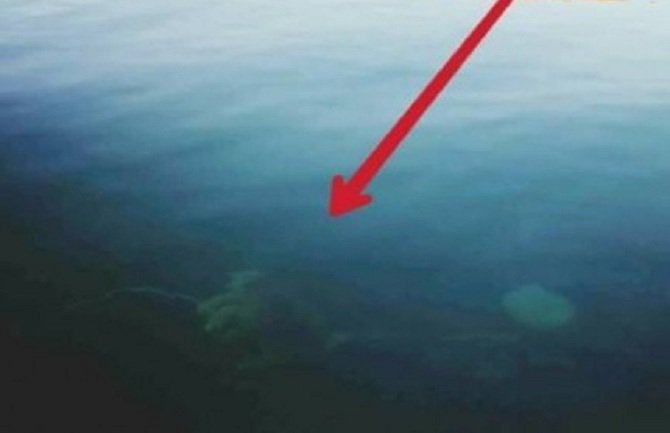 Nakon psa, kao mamac za hobotnice 