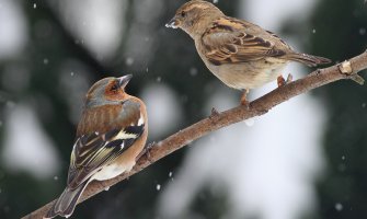 Slab snijeg na sjeveru, popodne jak vjetar