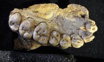 Nađena kost koja dokazuje da je ljudska vrsta nastala mnogo ranije