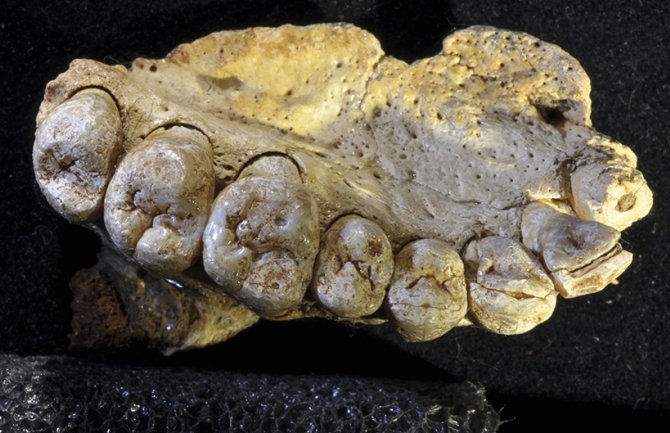 Nađena kost koja dokazuje da je ljudska vrsta nastala mnogo ranije