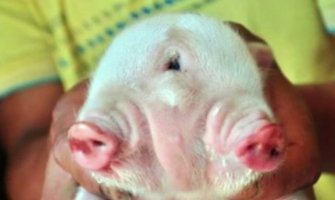 Danilovgrad: Svinja oprasila dvoglavo prase