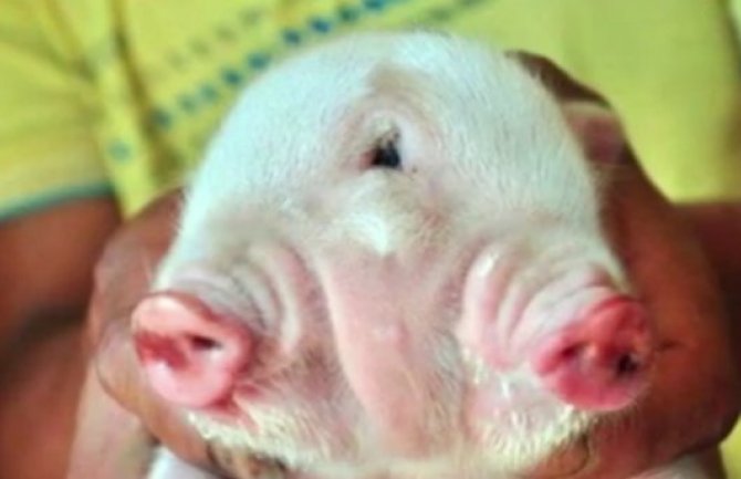 Danilovgrad: Svinja oprasila dvoglavo prase