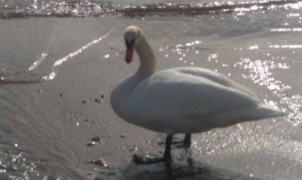 Danas oblačno sa kišom, na sjeveru snijeg