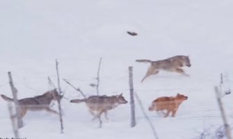 Vukovi napali psa, uspio da pobjegne (VIDEO)