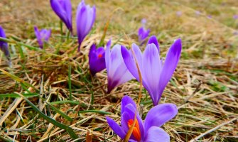Priroda se budi, ledeni talas neće potrajati (FOTO)