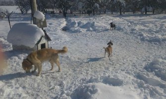 Vanja Ječmenica u Pljevljima bije bitku za napuštene pse
