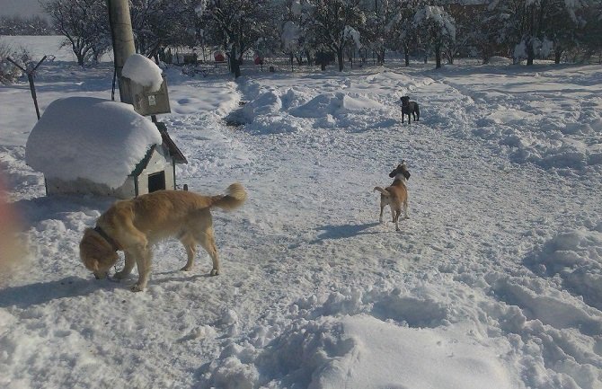 Vanja Ječmenica u Pljevljima bije bitku za napuštene pse