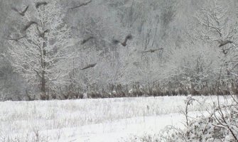 Pored hladnog Crnu Goru zahvatio još jedan talas sa najglasnijom seobom od svih!
