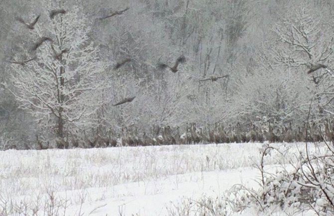Pored hladnog Crnu Goru zahvatio još jedan talas sa najglasnijom seobom od svih!
