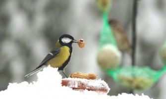 Intenzivnije padavine krajem dana, do 15 stepeni