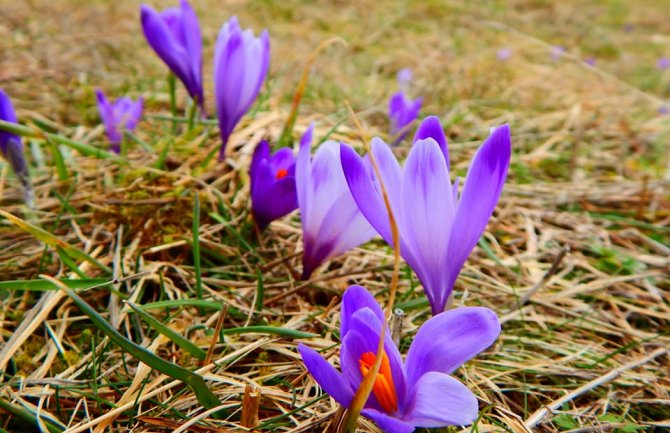 Danas razvedravanje, do 16 stepeni