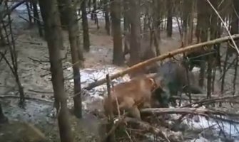 Uznemirujući snimak iz Pljevalja pokazuje šta lov zaista predstavlja 