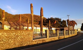 Tivat: Surlaš izazvao velike štete, uništeno 80 velikih kanarskih palmi