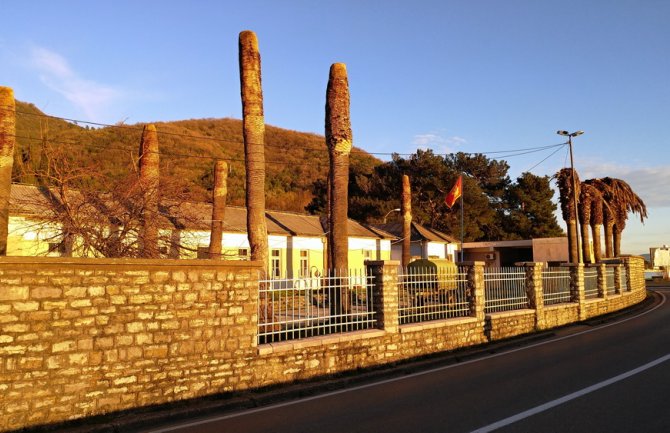 Tivat: Surlaš izazvao velike štete, uništeno 80 velikih kanarskih palmi