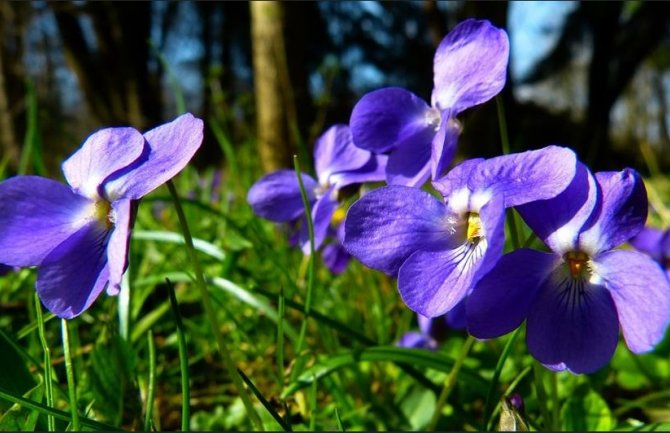 Danas pretežno sunčano, do 19 stepeni