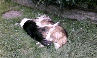 Sutomore: Ponovo otrovani psi