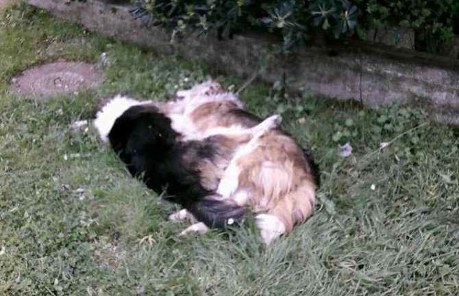 Sutomore: Ponovo otrovani psi