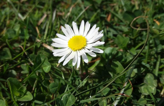 Danas pretežno sunčano, do 21 stepen