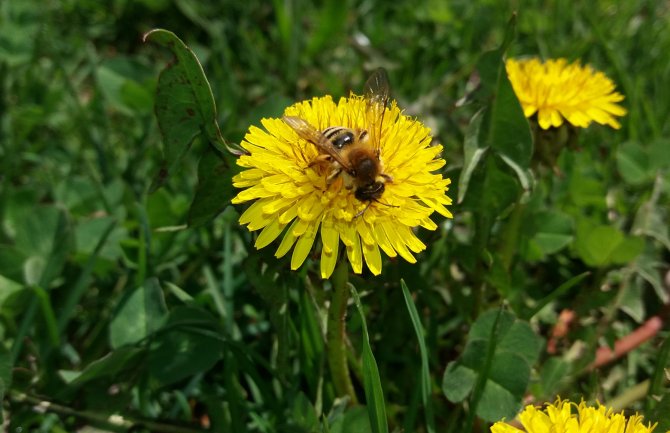 Danas sunčano, u drugom dijelu dana ponegdje kiša
