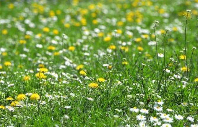 Danas sunčano, do 26 stepeni