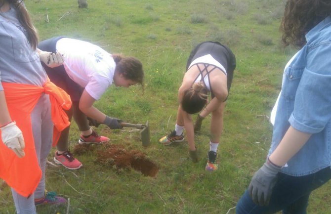 Sprovedene akcije sadnje u park šumi na Zlatici i na Ćemovskom polju 