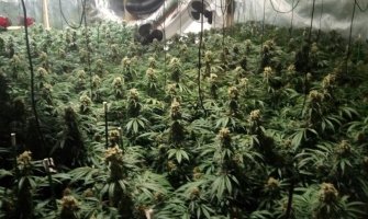 Španija: Policija pronašla 2,5 tone marihuane, uhapšeno 8 državljana Srbije