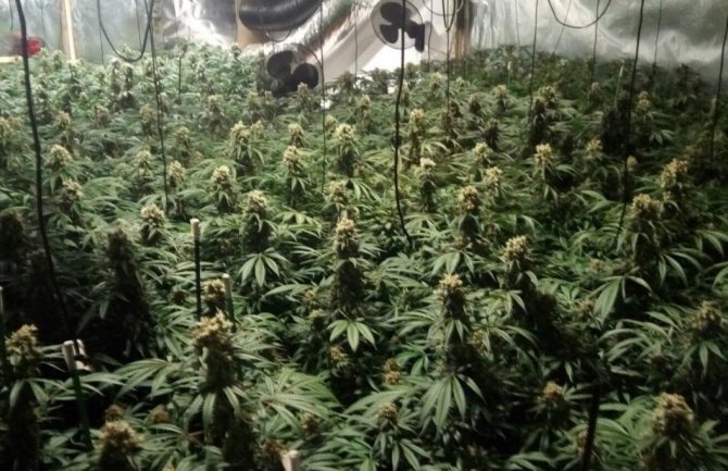 Španija: Policija pronašla 2,5 tone marihuane, uhapšeno 8 državljana Srbije