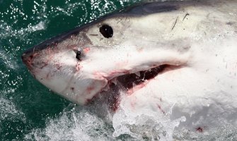 Surfera napala ajkula, doplivao do obale uprkos povredama (VIDEO)