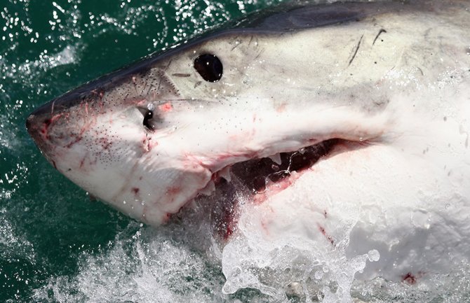 Surfera napala ajkula, doplivao do obale uprkos povredama (VIDEO)