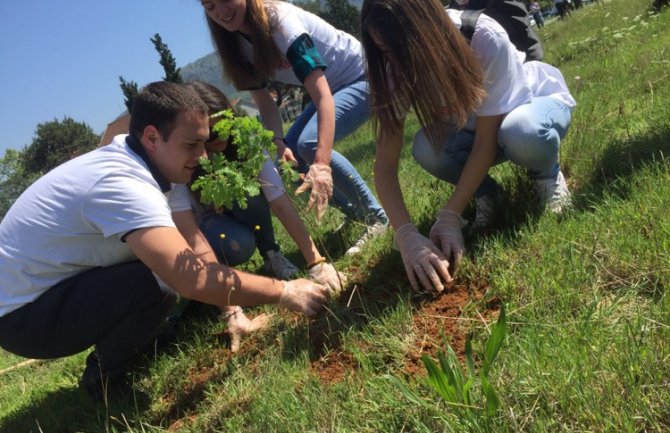 Mladi SD-a Podgorica zasadili 50 sadnica alepskog bora i hrasta lužnjaka